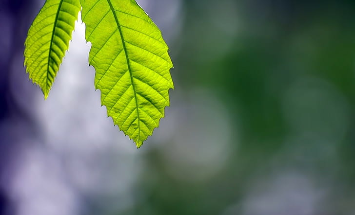 Leaves, Macro, Green, Bokeh, green leafed plan, leaves, macro, green, bokeh, HD wallpaper