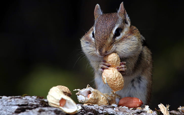 Hungriges Eichhörnchen, Eichhörnchen, HD-Hintergrundbild