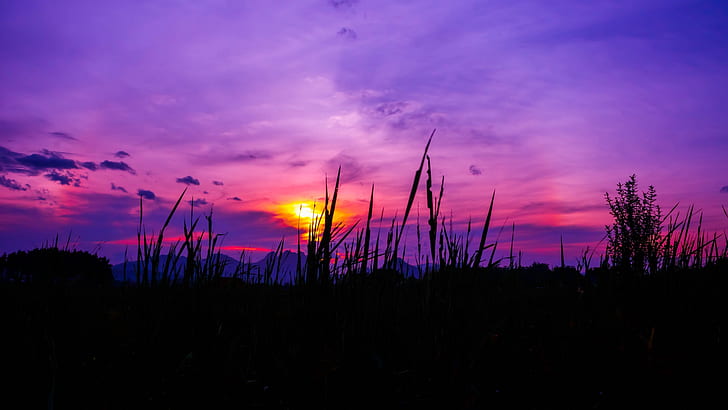 трава, небо, пурпурный, закат, HD обои