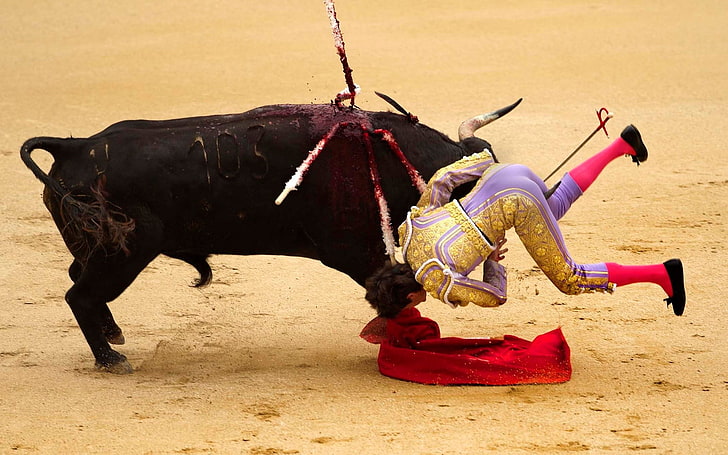 bullfighting, HD wallpaper