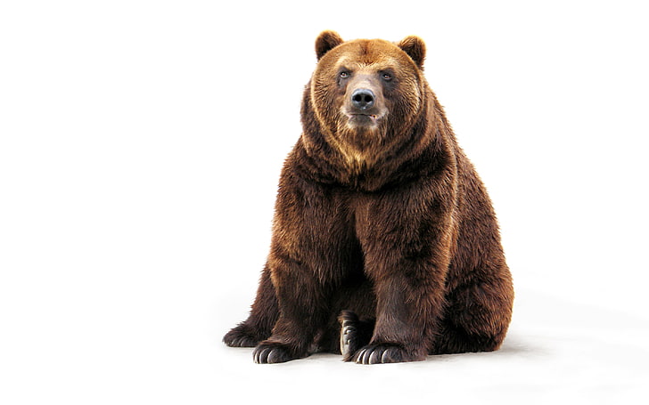 медведь гризли, лицо, лапы, шерсть, медведь, белый фон, сидит, коричневый, HD обои
