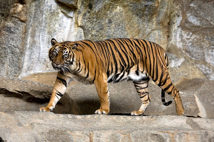 Tiger HD Widescreen-Hintergründe, HD-Hintergrundbild