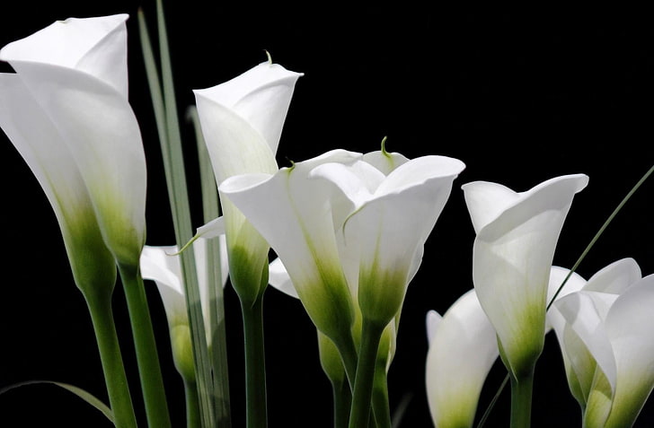 بتلات الزهور البيضاء ، زنابق كالا ، خلفية بيضاء ، سوداء، خلفية HD