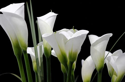 vita kronblad blommor, calla liljor, vit, svart bakgrund, HD tapet HD wallpaper
