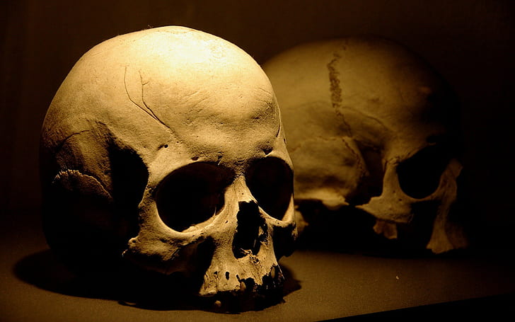 العظام ، الجمجمة ، ثلاثي الأبعاد ، جماجمتان بشريتان ، عظام ، جمجمة، خلفية HD