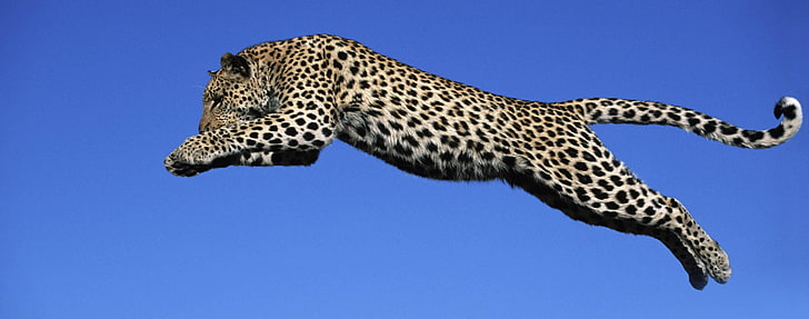 animals jumping feline leopards blue skies Nature Sky HD Art , animals, jumping, HD wallpaper