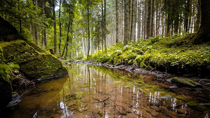 ป่าเขียว, ธรรมชาติสีเขียว, ป่า, บ่อน้ำ, วอลล์เปเปอร์ HD
