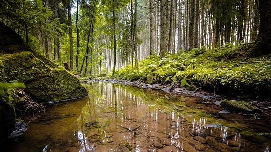 зеленый лес, зеленая природа, лес, пруд, HD обои HD wallpaper