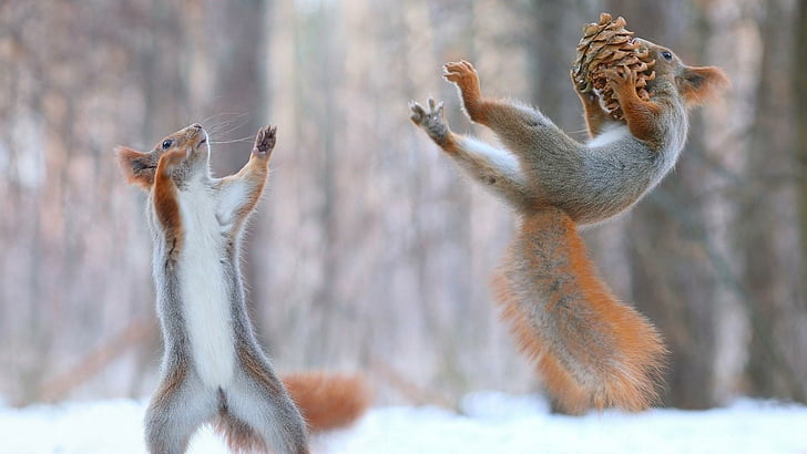 écureuils, animal, cônes, neige, amusement, animaux, Fond d'écran HD