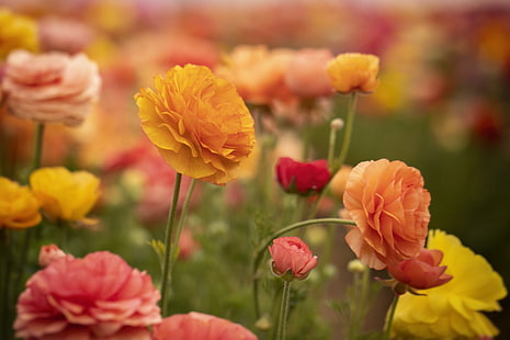 Цветы, лютик, цветок, природа, желтый цветок, HD обои HD wallpaper