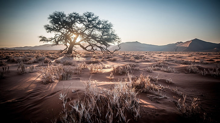 Намибия, Африка, пустыня, дерево, восход солнца, одинокое дерево, одинокое дерево, пейзаж, трава, HD обои