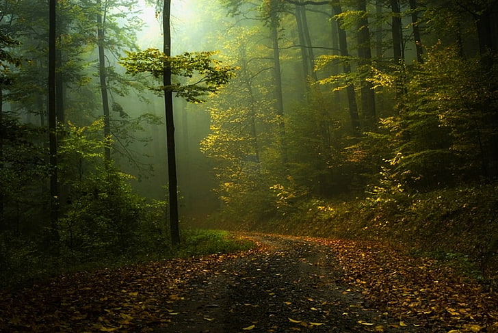 arbre à feuilles vertes, forêt et sentier, automne, chemin, brouillard, forêt, arbustes, matin, paysage, nature, vert, arbres, chemin de terre, Fond d'écran HD