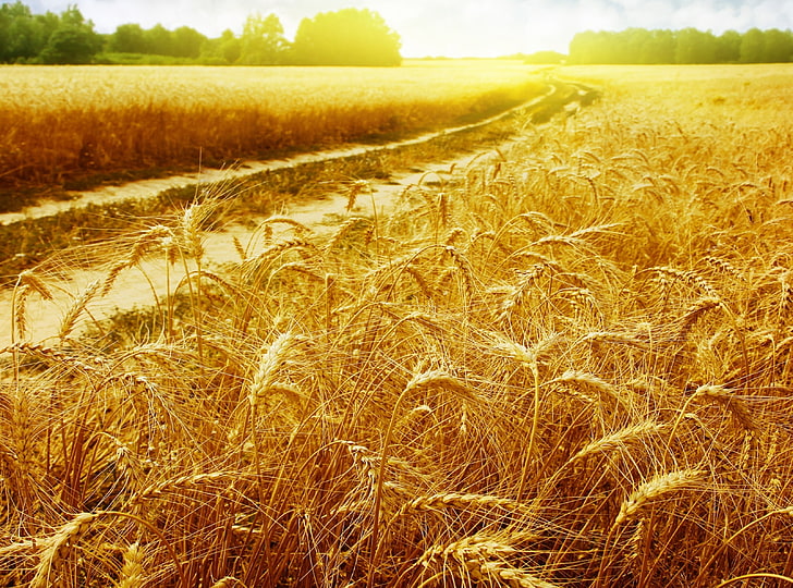 Sunny Field, Reispflanzen, Natur, Landschaft, sonnig, Feld, HD-Hintergrundbild
