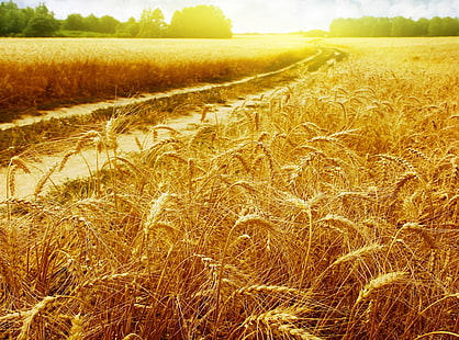 Sunny Field, piante di riso, natura, paesaggio, soleggiato, campo, Sfondo HD HD wallpaper