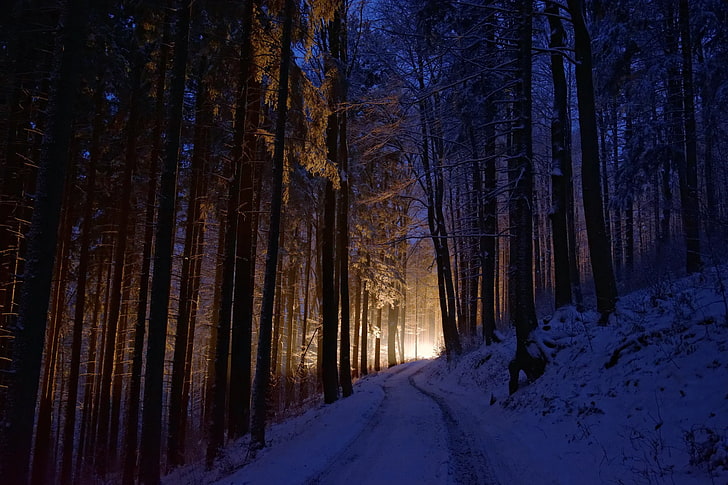 الأشجار الخضراء ، الظلام ، الأضواء ، الشتاء ، البرد ، الأشجار ، الغابات ، الطبيعة، خلفية HD