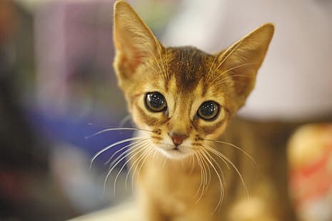 взгляд, мордочка, котёнок, абиссинская кошка, HD обои HD wallpaper