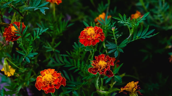 leaves, flowers, the dark background, bright, Bush, garden, red, flowerbed, marigolds, HD wallpaper