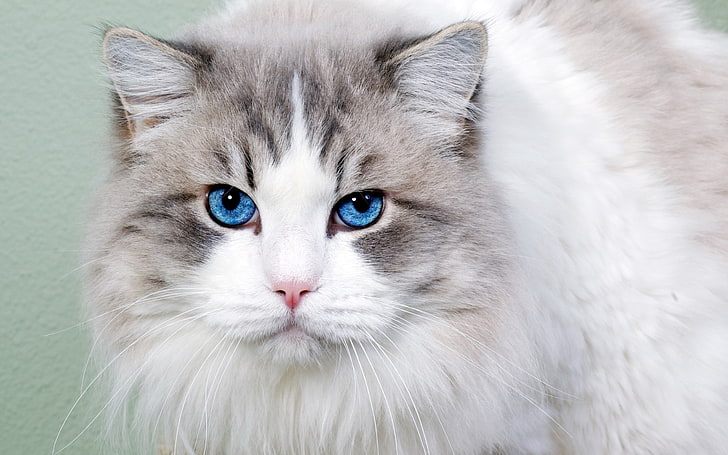 แมวสีขาวและสีเทา, แมว, ขนปุย, ตาสีฟ้า, ใบหน้า, น่ารัก, วอลล์เปเปอร์ HD