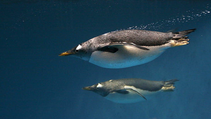 animals, underwater, penguins, birds, HD wallpaper