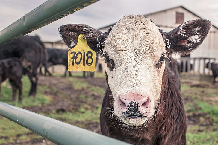 animal, animals, barn, calf, cattle, countryside, cow, farm, farm animal, fence, field, maverick, numbers, rural, HD wallpaper
