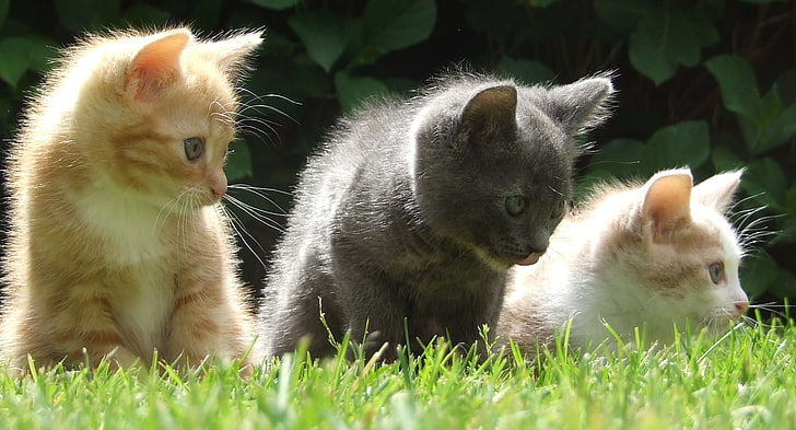 Katze, Kätzchen, HD-Hintergrundbild
