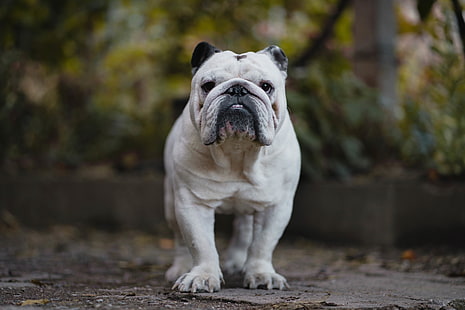 bulldog inglês, buldogue, cachorro, sério, HD papel de parede HD wallpaper