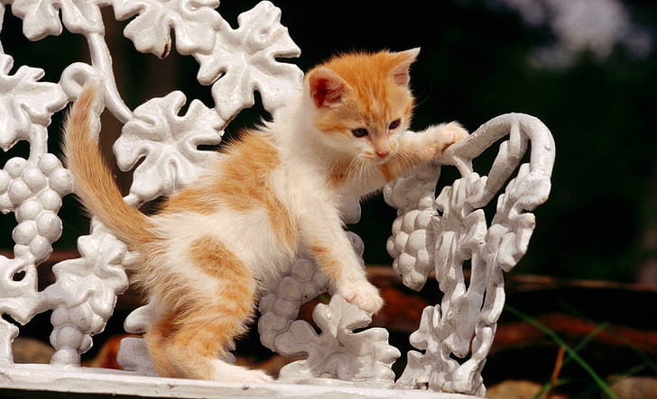 Yavru kedi oynuyor, portakal, zencefil, yavru kedi, komik, sevimli, beyaz, hayvan, oyun, hayvanlar, HD masaüstü duvar kağıdı
