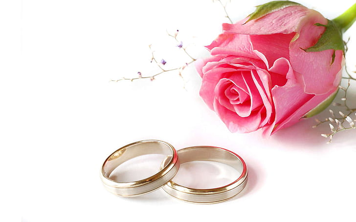 Pink Rose Flower Wedding Rings Love Desktop Hd Wallpaper Background 2560×1600, HD wallpaper