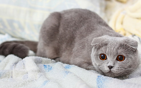 Котка, шотландска гънка ,, руска синя котка, котка, шотландска гънка, сива, коте, кошак, невероятни животни, s, HD тапет HD wallpaper
