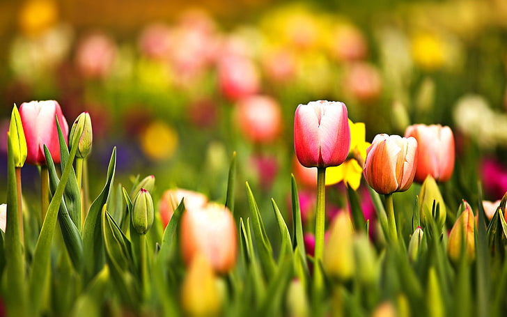 pink and orange tulip flowers, greens, forest, summer, grass, leaves, macro, flowers, freshness, yellow, red, nature, green, Park, mood, silence, beauty, focus, spring, petals, tulips, widescreen Wallpaper, bokeh, widescreen wallpapers, flowers bokeh, HD wallpaper
