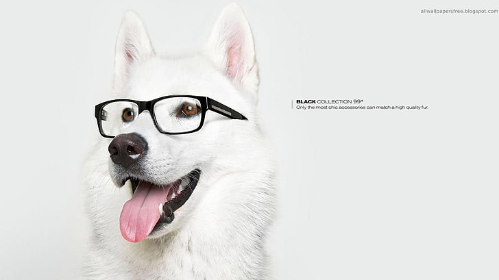 white dog and black framed eyeglasses, artwork, dog, animals, commercial, glasses, HD wallpaper