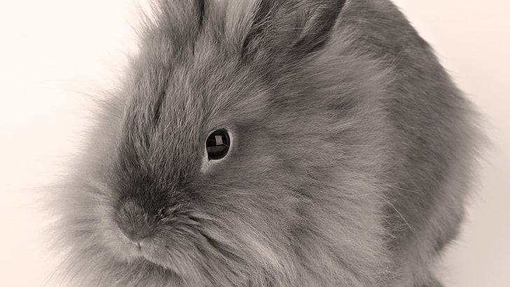 gray rabbit, gray, baby, bunny, fluffy, HD wallpaper