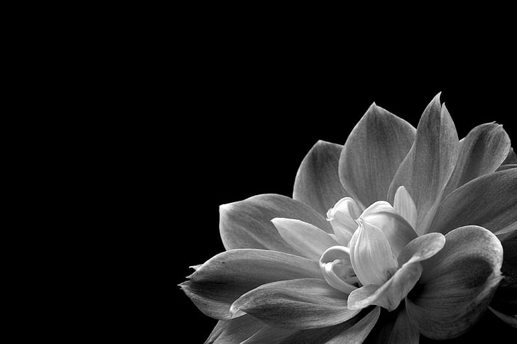 foto de flor de pétalo en escala de grises, naturaleza, pétalo, flor, planta, sola flor, primer plano, fondo negro, cabeza de flor, Fondo de pantalla HD