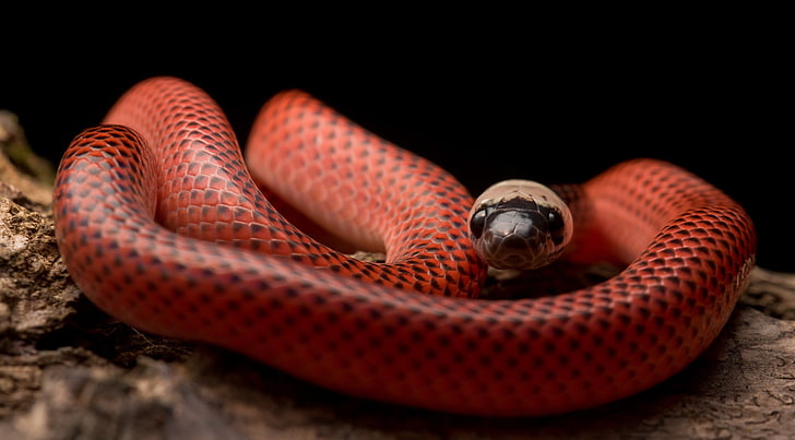 Black-Collared Snake งูสัตว์สัตว์เลื้อยคลาน, วอลล์เปเปอร์ HD