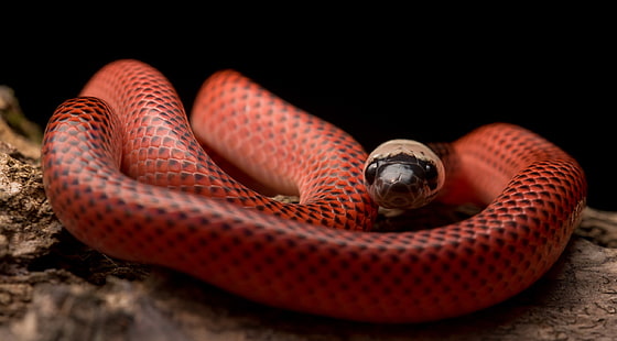 Wąż czarnoskóry, wąż, zwierzęta, gady, Tapety HD HD wallpaper