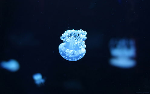 jellyfish, sea, underwater, HD wallpaper HD wallpaper