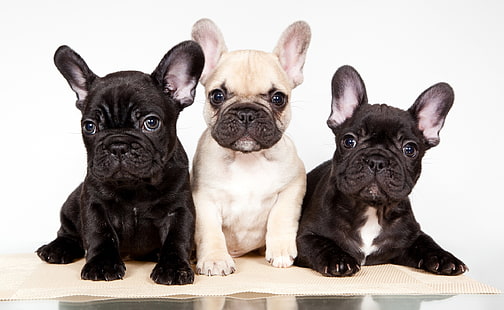 short-coated black and brown puppies, puppies, trio, French bulldog, HD wallpaper HD wallpaper