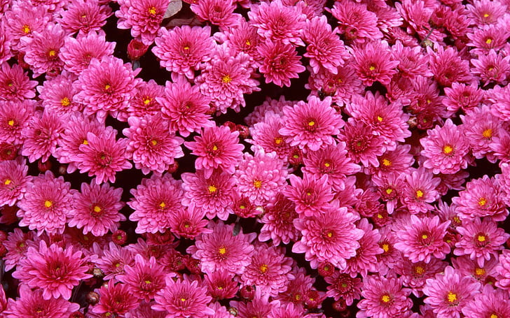 Magenta Mums HD, flowers, magenta, mums, HD wallpaper