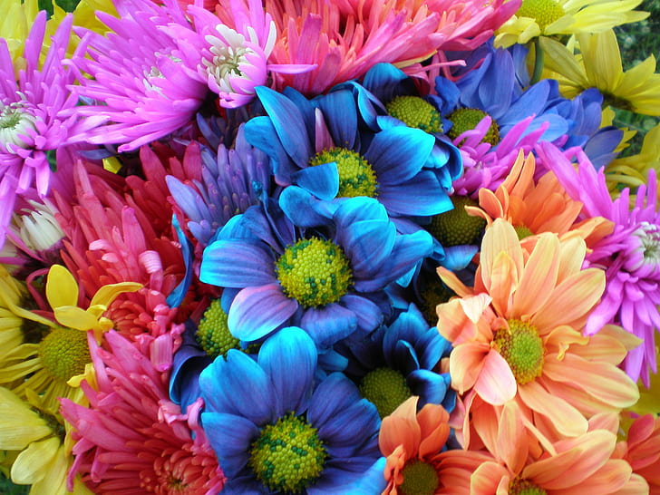 花の花束、ヒナギク、ヒナギク、カラフル、クレイジー、ヒナギク、花束、花、ボケ、花、自然、マルチカラー、植物、花、ピンク色、クローズアップ、花びら、背景、花頭、紫、黄色、 HDデスクトップの壁紙