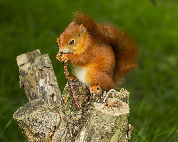 brown squirrel on tree stump during daytime, red squirrel, red squirrel, Red squirrel, brown, tree stump, daytime, British wildlife, center, surrey, uk, mammal, NGC, NPC, squirrel, nature, animal, rodent, cute, wildlife, outdoors, eating, forest, small, looking, HD wallpaper