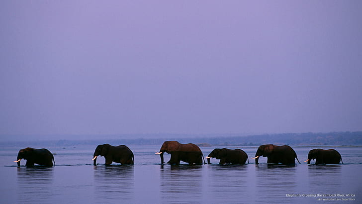 Elephants Crossing the Zambezi River, Africa, Animals, HD wallpaper