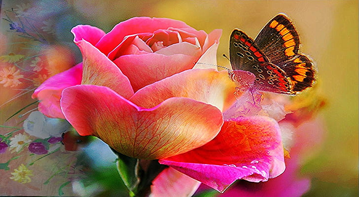 macro photography of Painted Lady butterfly on pink Rose, butterfly, rose, nature, flower, plant, petal, summer, beauty In Nature, pink Color, flower Head, close-up, multi Colored, leaf, HD wallpaper
