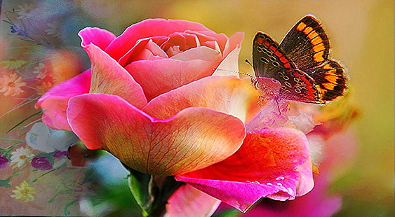 Makrofotografie von Painted Lady Schmetterling auf rosa Rose, Schmetterling, Rose, Natur, Blume, Pflanze, Blütenblatt, Sommer, Schönheit in der Natur, rosa Farbe, Blüte, Nahaufnahme, bunt, Blatt, HD-Hintergrundbild HD wallpaper