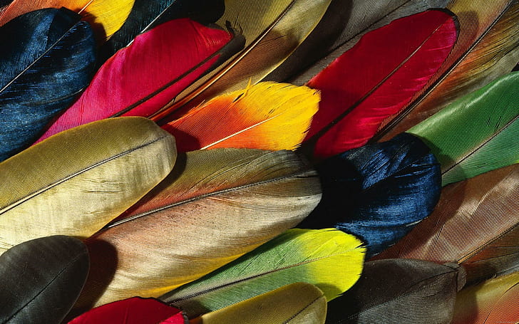 Colorful parrot feathers, assorted color feather, feather, diverse, parrot, animal, plume, color, HD wallpaper