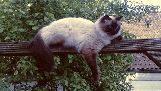 Kucing siam, kucing, binatang, Neva Masquarade, Siberian Cat, Wallpaper HD HD wallpaper