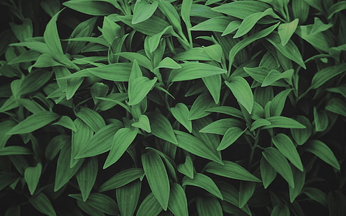 planta folheada verde, fotografia, verde, folhas, plantas, HD papel de parede HD wallpaper