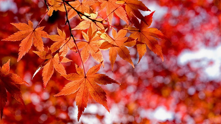 klon, jesień, liście, Tapety HD