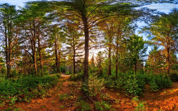 pohon hijau, lanskap, alam, hutan, matahari terbenam, pohon, semak, sinar matahari, Wallpaper HD