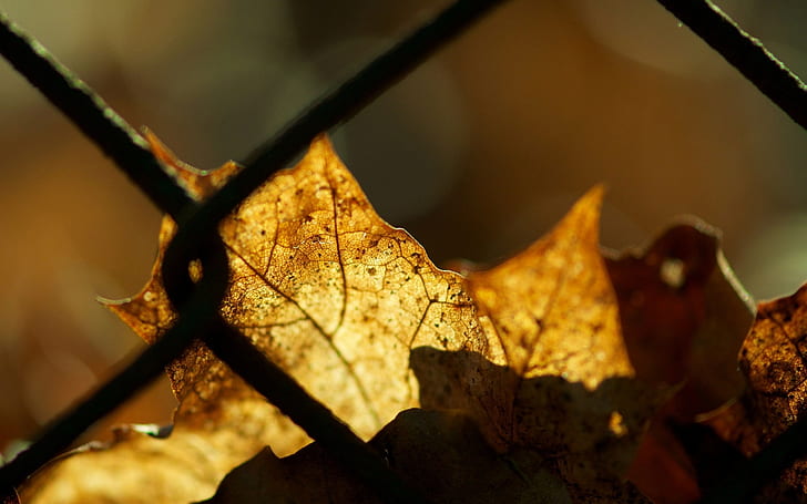 Feuille de clôture automne Macro HD, feuille brune, nature, macro, automne, feuille, clôture, Fond d'écran HD