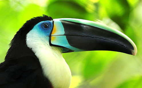 Fotografi makro burung, burung toucan, paruh dekat, Burung, Makro, Fotografi, Toucan, Paruh, Wallpaper HD HD wallpaper